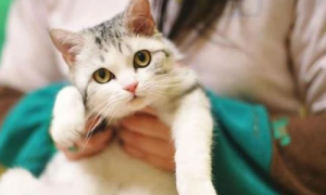 带你了解宠物猫癣病的诊断与治疗!