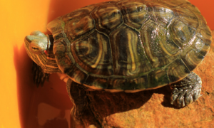 巴西红耳龟会传染病吗？具体看这里！