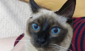 暹罗猫鼻子变白的原因是什么？
