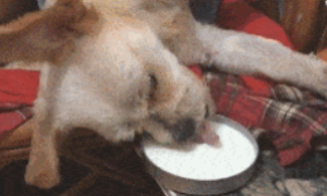 小狗吃奶姿态很独特，网民认为是病狗很心痛，可主人：它是懒的！
