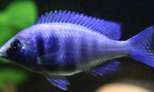 蓝宝石鱼吃什么？该鱼主食是动物性饲料！