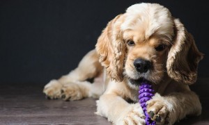 宠物狗玩玩具促进身心健康