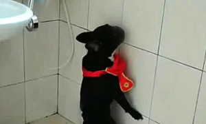 狗狗在卫生间面壁思过，认为它犯错误被罚，再去看看：这个是什么代谢姿态？