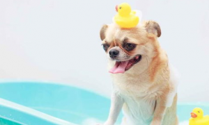为什么狗狗最好不要用人类的香波沐浴液洗澡？