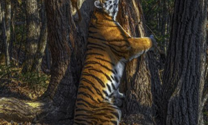 2020野生动物摄影奖揭晓！隐藏相机拍下“抱树老虎”夺冠