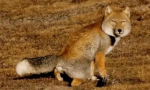 脑子不好使的藏狐：被旱獭一顿揍，狐狸中的奇葩存在