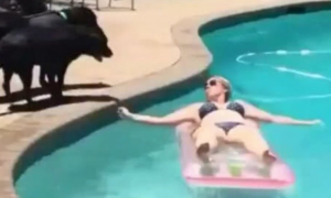 女主人泳游池里享有晒太阳，狗狗却误解主人落水，一纵下来尴尬了！