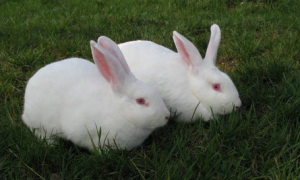 新西兰兔怎么养，喂给兔子足够的营养