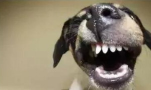 小狗的牙齿健康及维护方式看一下