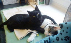黑猫护士 每天帮助宠物医师照顾生病的宠物