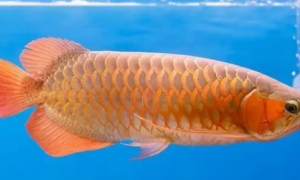 橙红龙鱼的喂养重点，外形深受龙鱼玩家的喜爱