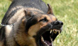 新版《湖北省动物防疫条例》禁养大型犬，网友热评禁狗令