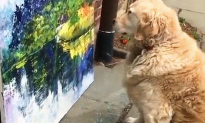 马路边有一幅画，金毛狗狗看到后就坐着前边一直盯住看，想学画画吗？