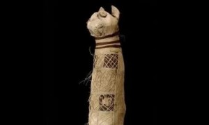 考古学家找到“无头五腿”木乃伊，内有三只猫、五条腿，没有头