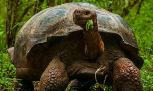 亚达伯拉象龟寿命多长？
