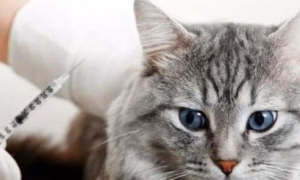 什么是猫白血病？猫白血病的症状及防治方法