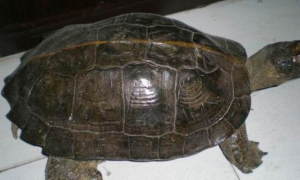 亚洲巨龟公母怎么区分？