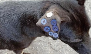 狗狗耳朵上缝着几个扣子，我以为是凌虐，宠物医生的表述令人长见识了