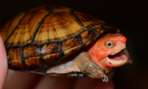红面蛋龟怎么养才发色 红面蛋龟怎么发色