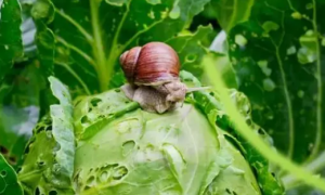 蜗牛最害怕什么？可以用天敌来对付菜地里的蜗牛吗？