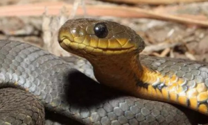 澳洲金刚蛇有毒吗？