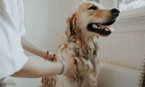 给宠物狗狗洗澡的技巧及注意事项是什么？来看看吧