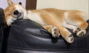 柴犬喜爱睡沙发椅背上，长大以后都睡凹痕进去，休重平行线飙涨呀！