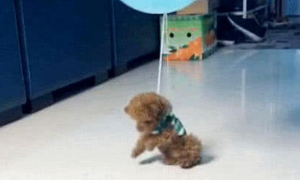 主人家把气球绑泰迪的身上，狗狗过轻被送到上空，一脸激动：我会飞了
