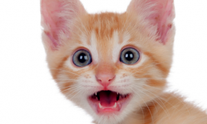 中国猫呼噜噜，英国猫pur pur：拟声词还带口音的？