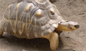 辐射陆龟缺钙症状有哪些？