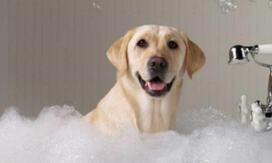 如何帮狗狗选择合适的沐浴露？狗狗用沐浴露洗澡好吗？