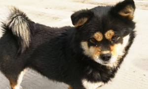 四眼犬：中华田园犬中的特殊品种
