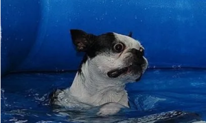 盘点那些不适合游泳的狗，夏天别再带它们去泳池啦！