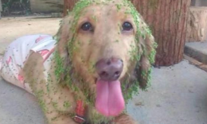 狗狗跑到蹲草玩，回家时手上全是绿植，是想掩藏自身吗？