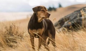 国外一只宠物狗，不慎走丢后流浪1300公里，花了5年时间找到主人