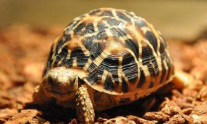 印度星龟吃什么好？