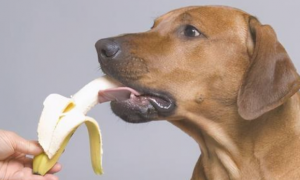 夏天水果多，最合适狗狗吃的几类，您有喂过吗？