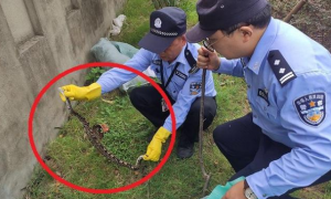 上海一绿化带惊现1.5米大蛇，系国家一级保护动物，能打死它吗？