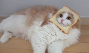 为什么猫猫不喜欢吃甜食？猫为什么爱吃甜食