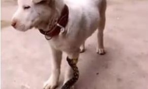 狗狗被蛇咬了肿起来了该怎么办？