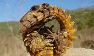 南非犰狳蜥，全身背着重装甲的蜥蜴