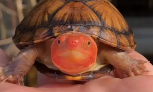 红面蛋龟能不能混养？