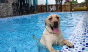 成都狗狗游泳池 | 成都宠物泳池火了！说“人不如狗”的都太天真