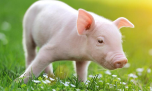 赖氨酸在断奶仔猪生产中的应用