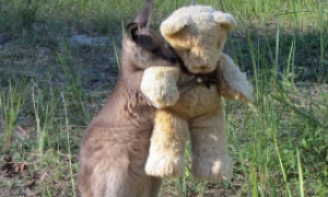 “孤儿袋鼠”拥抱着泰迪熊的画面感动了网友