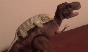 小蜥蜴黏在玩具恐龙背上 把玩具恐龙当成坐骑