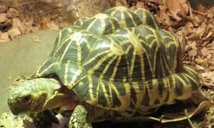 一文告诉你，印度星龟饲养方法是什么？