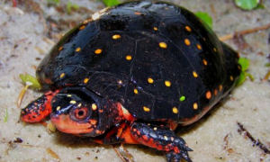 星点水龟可以跟草龟混养吗？