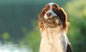克伦伯猎鹬犬怎么喂养？正确的换食方法