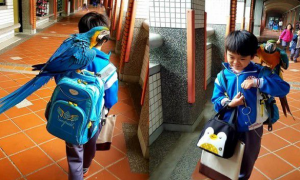 儿子生日送他一份小惊喜 立刻派出爱鸟护送到教室